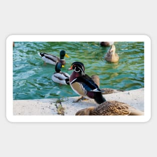 A Wood Duck At My Local Pond Sticker